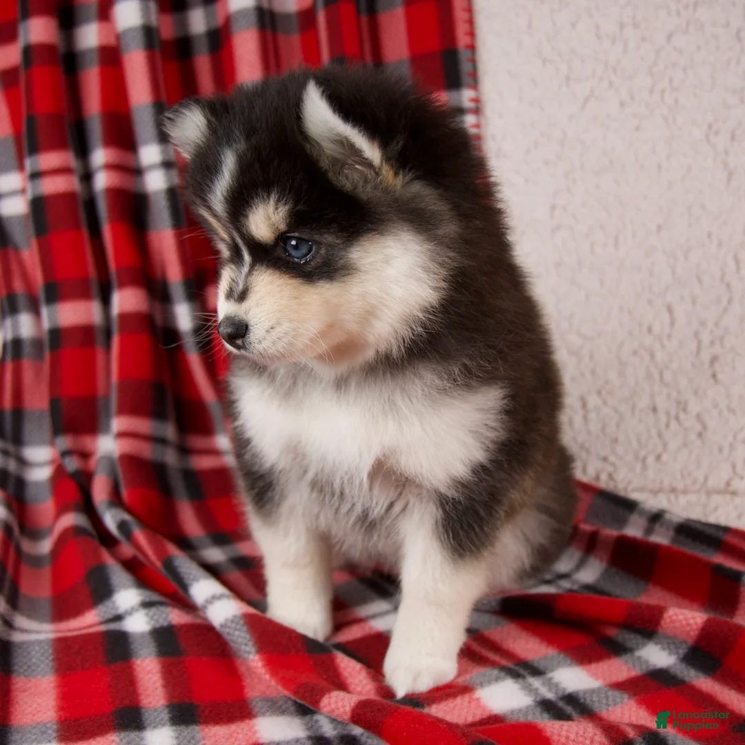 Pomsky dogs for sale: Jade - Ad 5