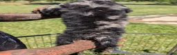 Mixed Breed dogs for sale: ROWAN - Ad 6