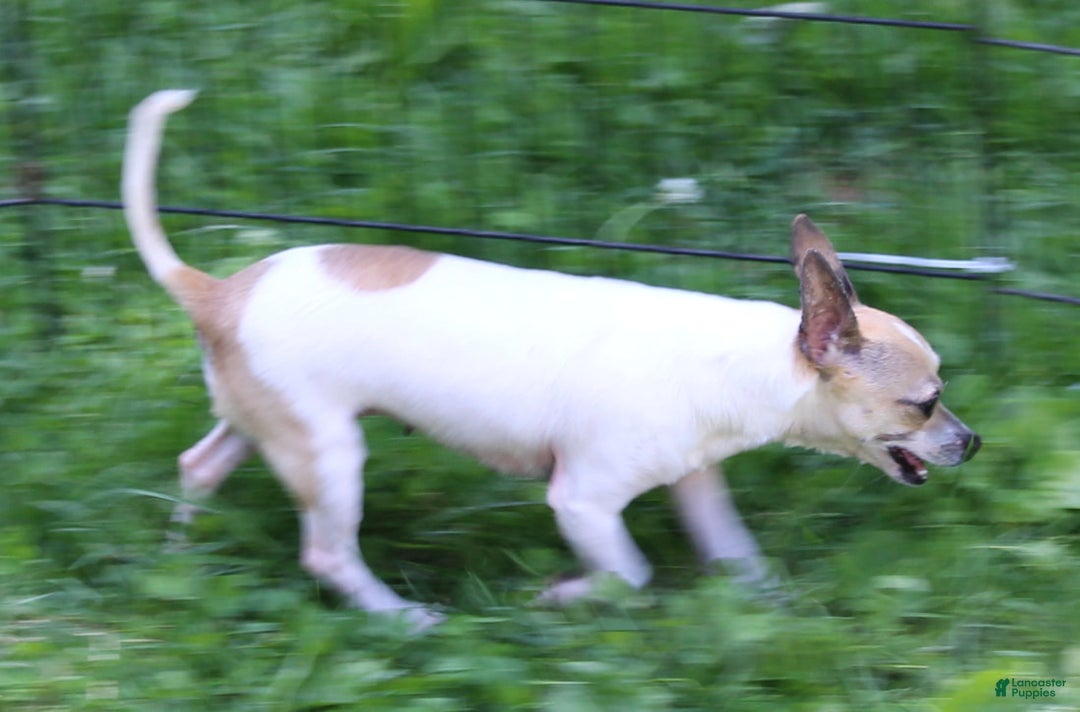 Chihuahua dogs for sale: Sassy - Ad 4