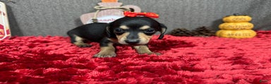 Miniature Dachshund Puppy 4