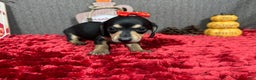 Miniature Dachshund dogs for sale: Miniature Dachshund Puppy 4 - Ad 4