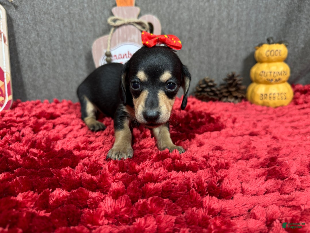 Miniature Dachshund dogs for sale: Miniature Dachshund Puppy 4 - Ad 4