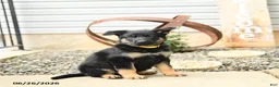 German Shepherd dogs for sale: Lillie - Ad 5