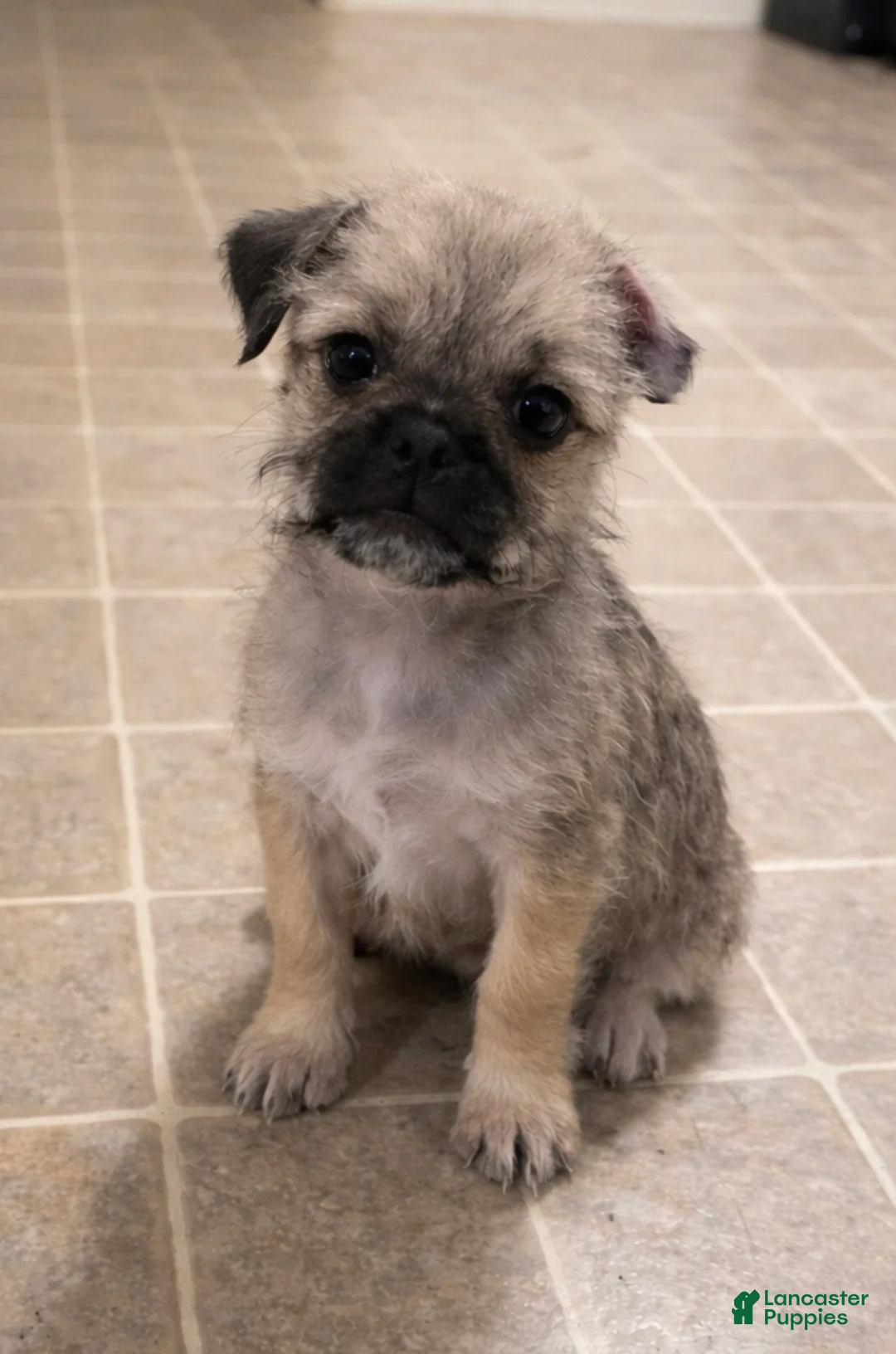 Pugapoo dogs for sale: Pugapoo Puppy 1 - Ad 1