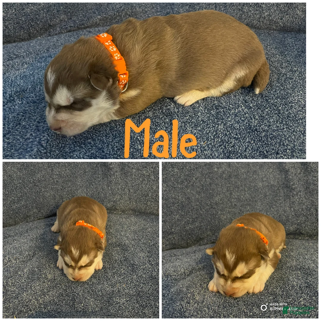 Siberian Husky dogs for sale: Siberian Husky Puppy 1 - Ad 1