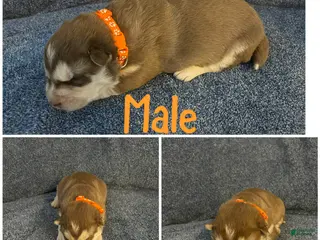 Siberian Husky dogs Siberian Husky Puppy 1 - Ad 39