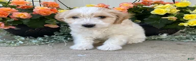 Sparky