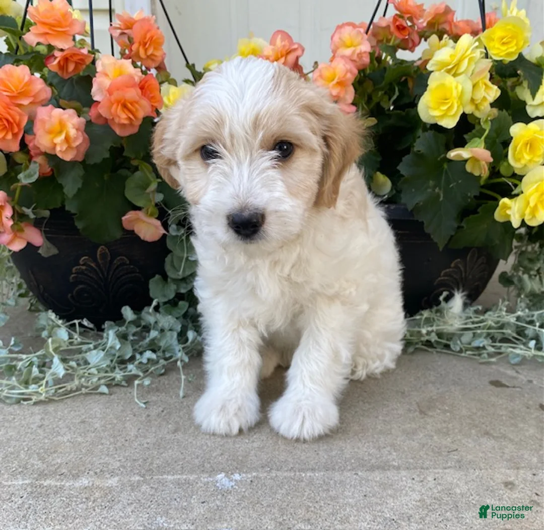 Mini Goldendoodle dogs for sale: Sparky - Ad 1