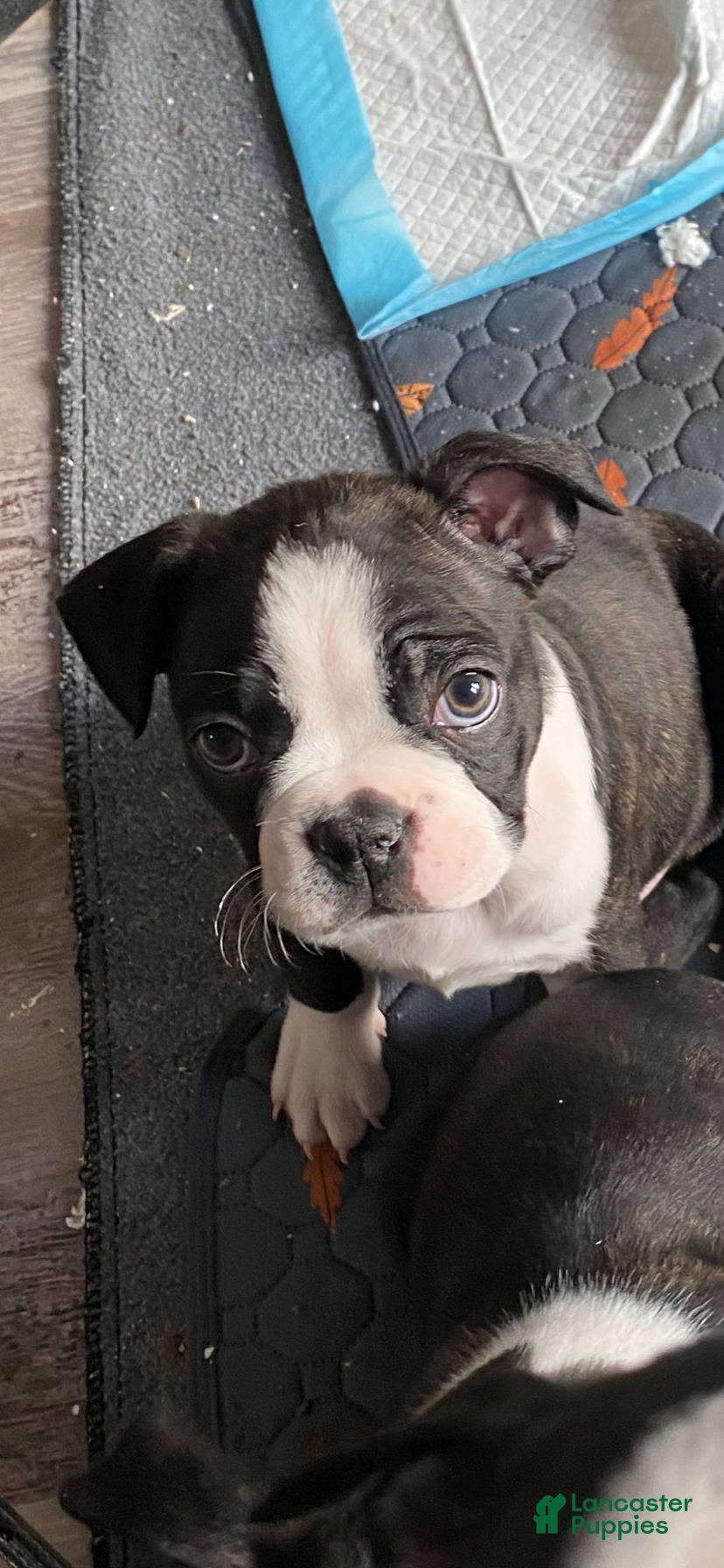 Boston Terrier dogs Liesel - Ad 18
