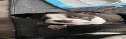 Boston Terrier dogs for sale: Liesel - Ad 1