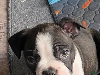 Boston Terrier dogs Liesel - Ad 23