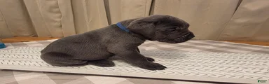 Cane Corso Puppy 1