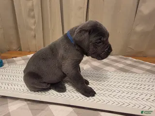 Cane Corso dogs for sale: Cane Corso Puppy 1 - Ad 1