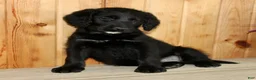 Labradoodle dogs for sale: Daisy - Ad 8