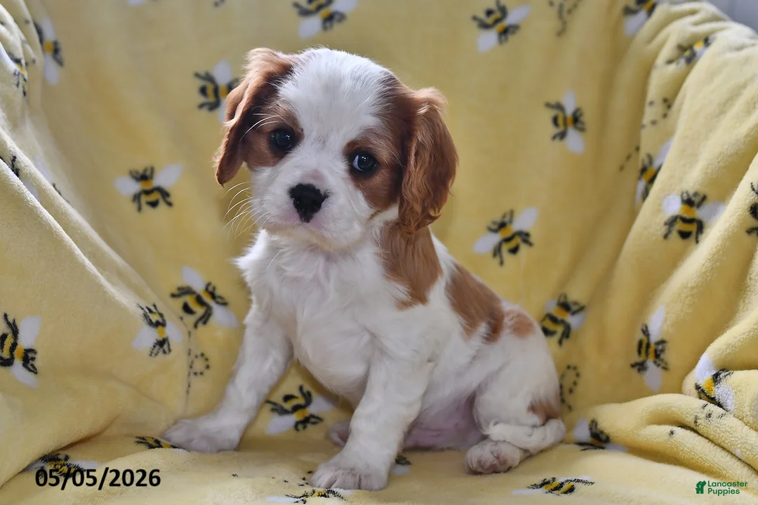 Cavalier King Charles Spaniel dogs for sale: Pluto - Ad 2
