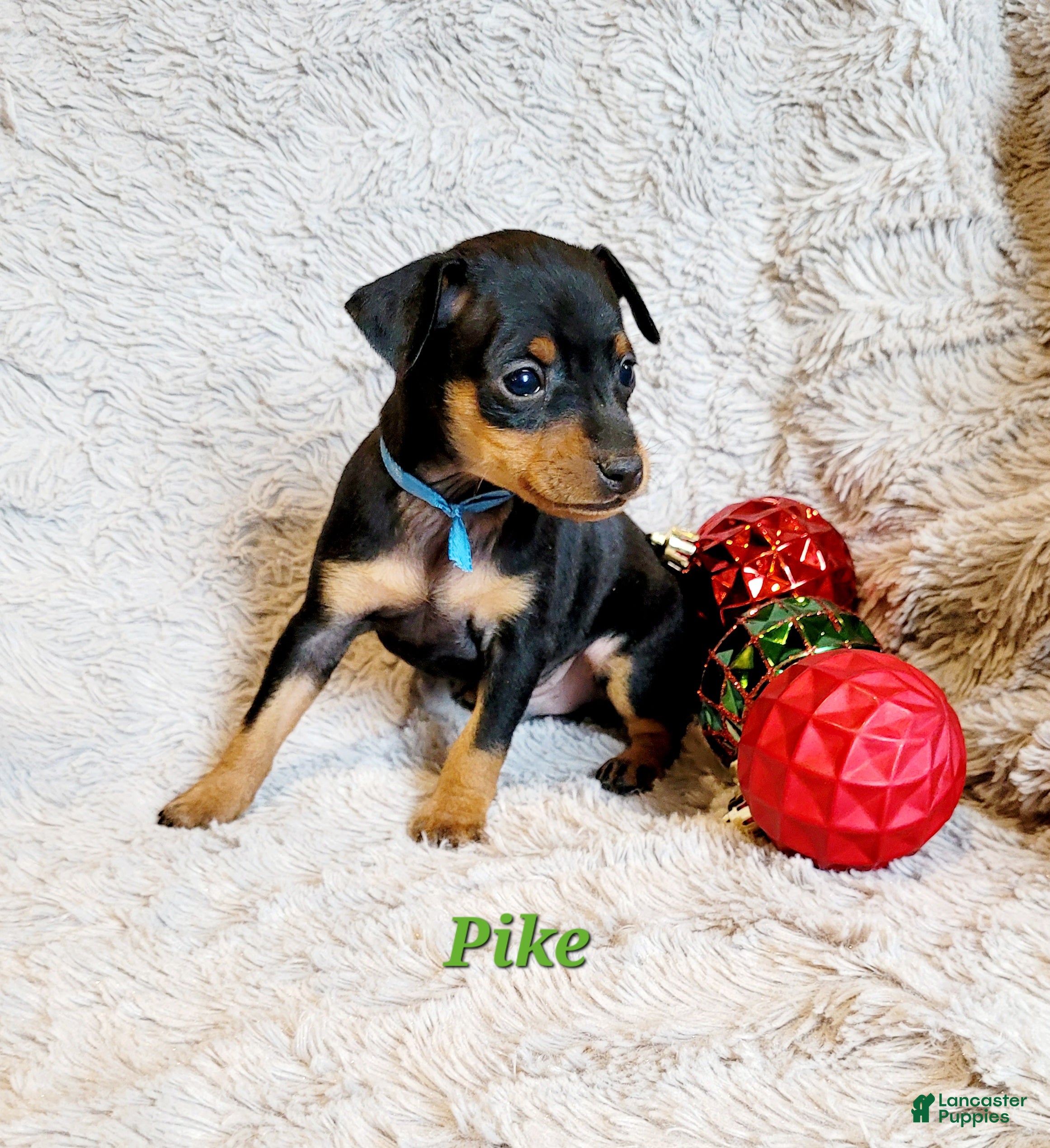 Miniature Pinscher dogs Pike  - Ad 28