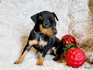 Miniature Pinscher dogs Pike - Ad 29
