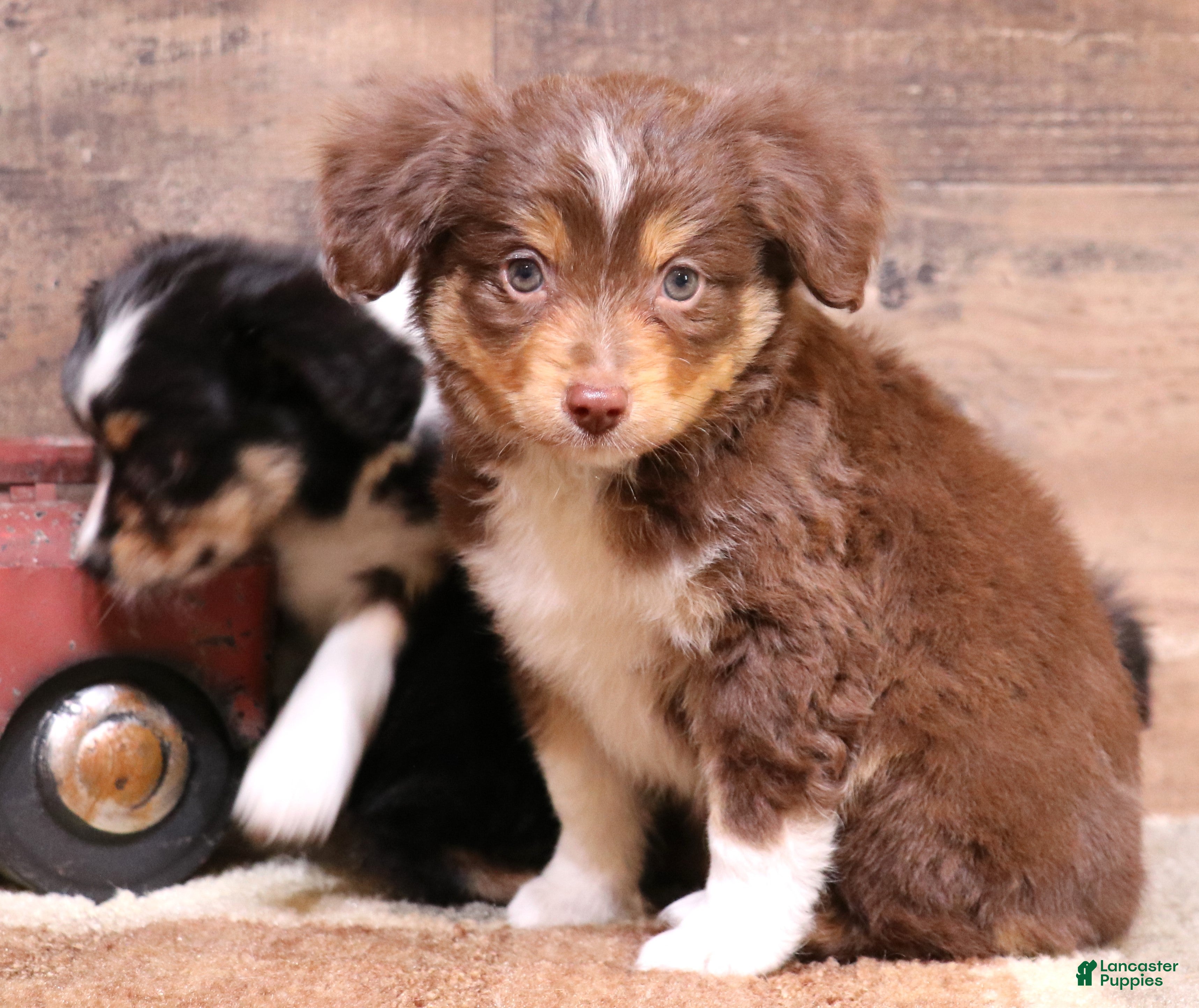 Toy Australian Shepherd dogs Drake - Ad 1