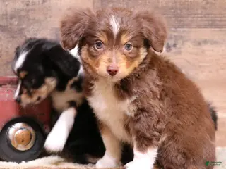 Toy Australian Shepherd dogs Drake - Ad 1