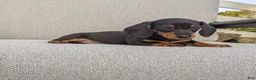 Miniature Dachshund dogs for sale: Freddie  - Ad 3