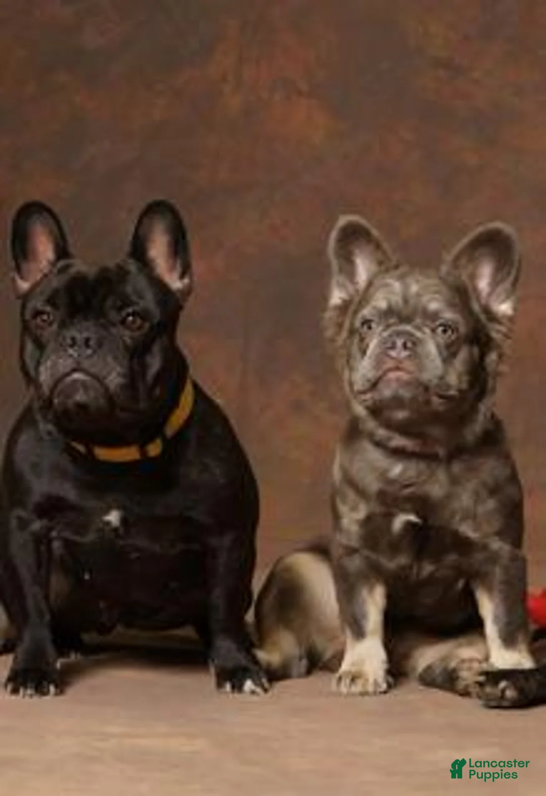 French Bulldog dogs for sale: Peach Aka Big Mama - Ad 2