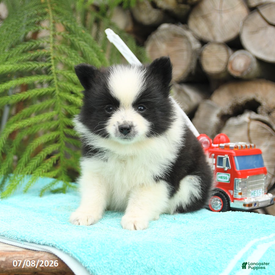 Pomeranian dogs Chip  - Ad 2