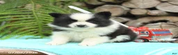 Pomeranian dogs for sale: Chip  - Ad 2