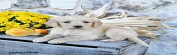 Golden Retriever dogs for sale: Daisy - Ad 4