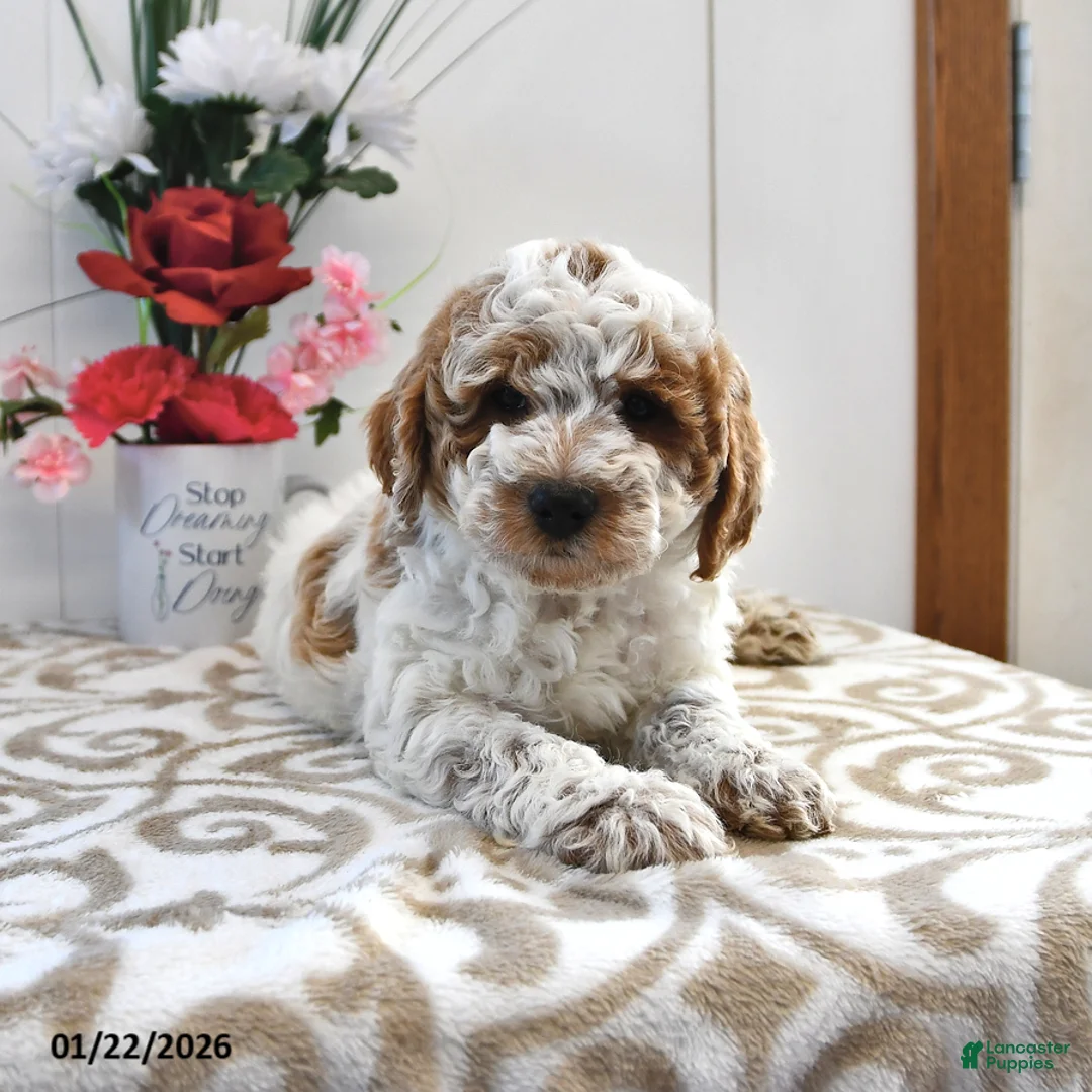 Mini Goldendoodle dogs for sale: Captain - Ad 4
