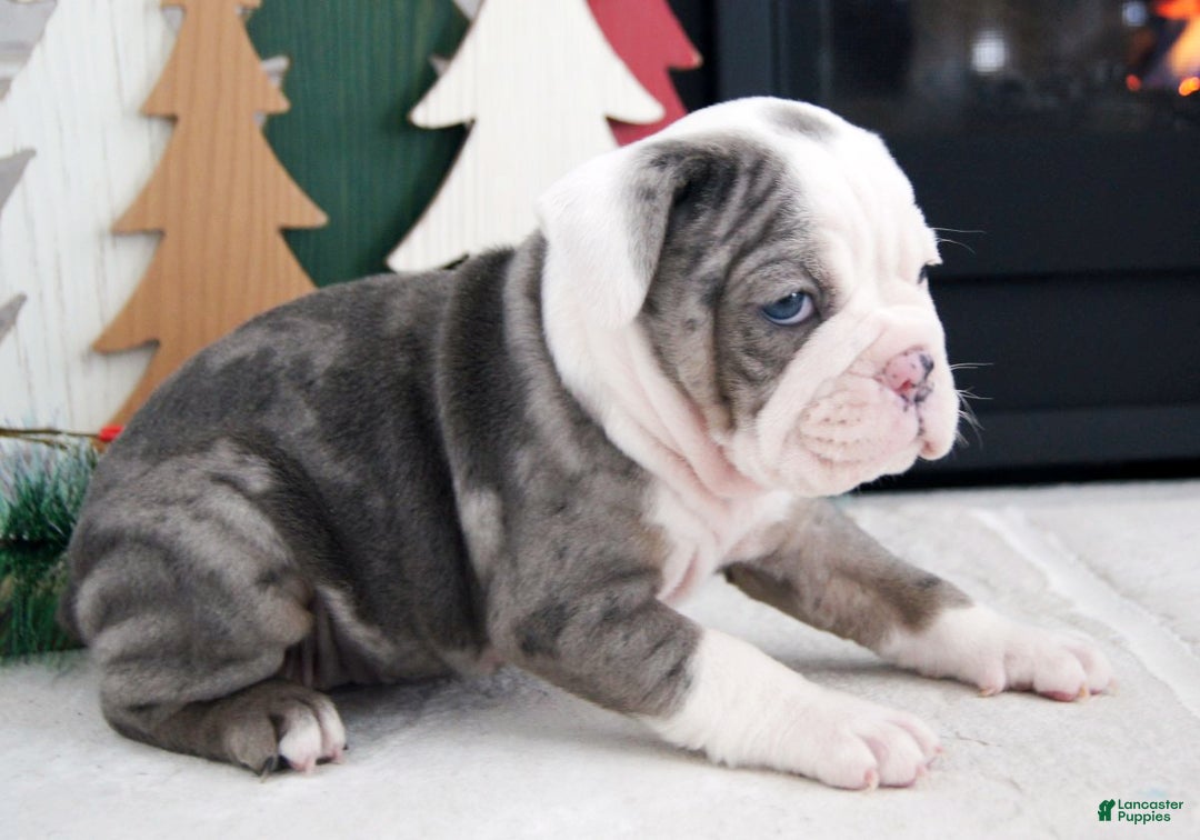 Olde English Bulldogge dogs for sale: Bella - Ad 4