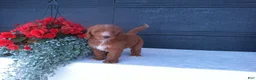 Goldendoodle dogs for sale: Buddy  - Ad 1