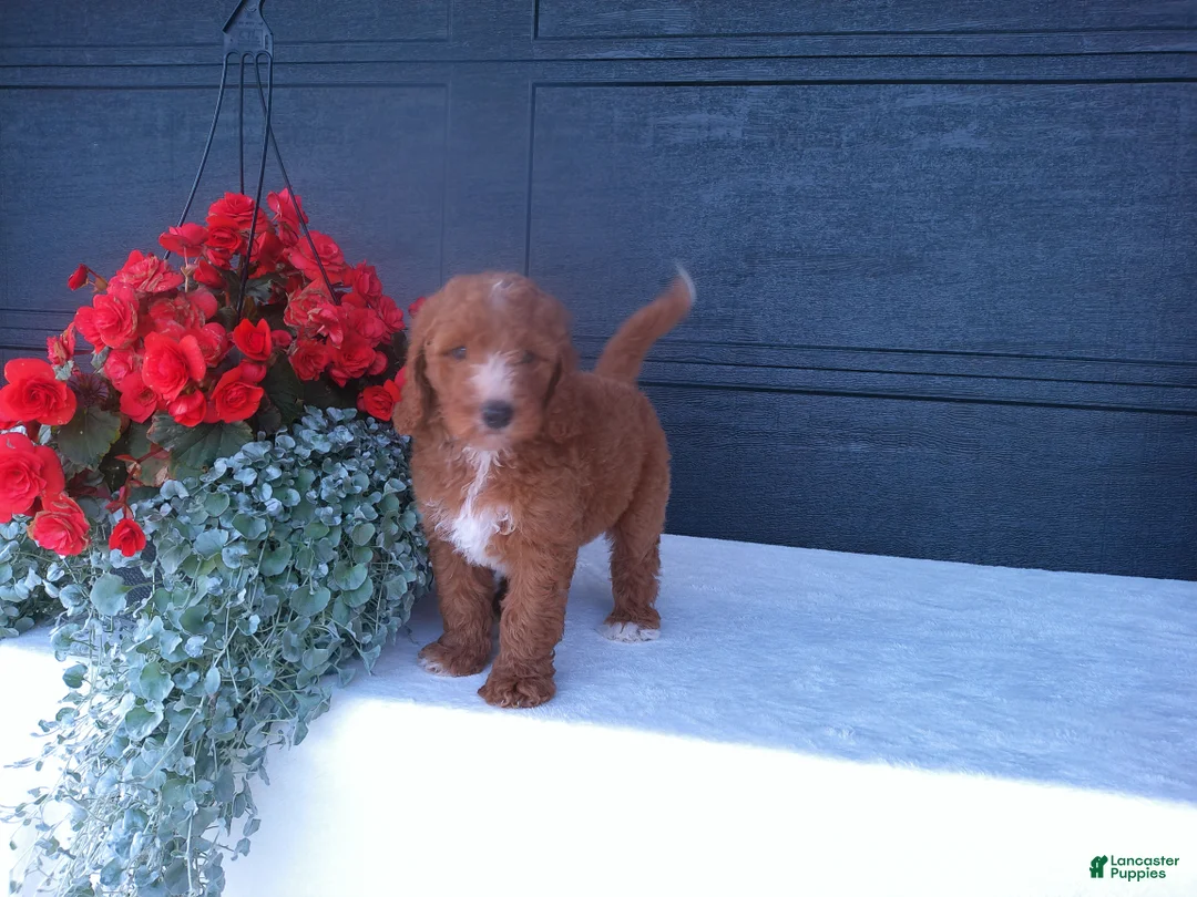 Goldendoodle dogs for sale: Buddy  - Ad 1