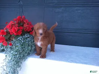 Goldendoodle dogs for sale: Buddy - Ad 1