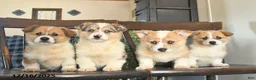 Welsh Corgi Pembroke dogs for sale: Millie  - Ad 3
