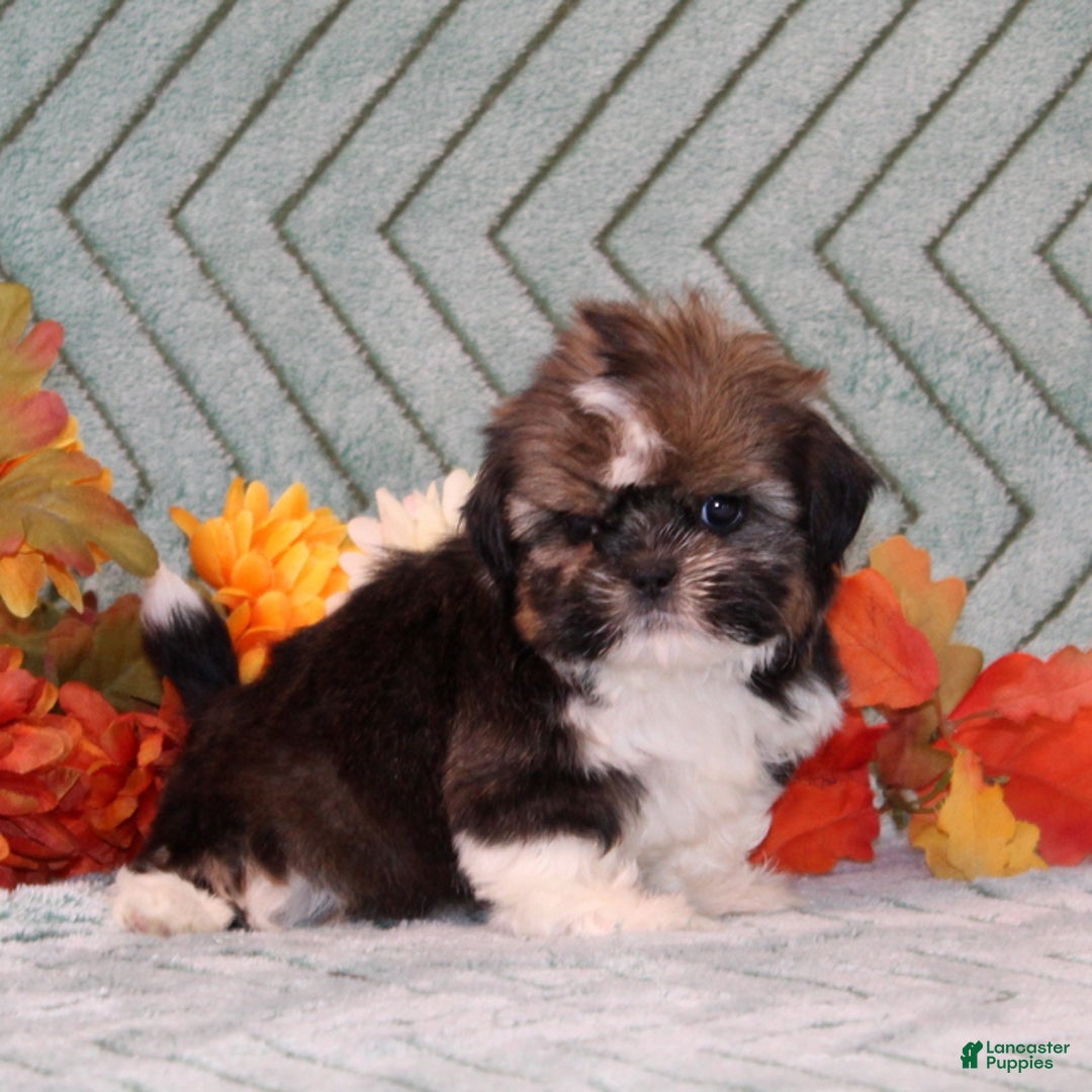 Shih Tzu dogs for sale: Tinsel - Ad 3