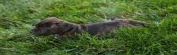 Staffordshire Bull Terrier dogs for sale: Melody 🎀 - Ad 6