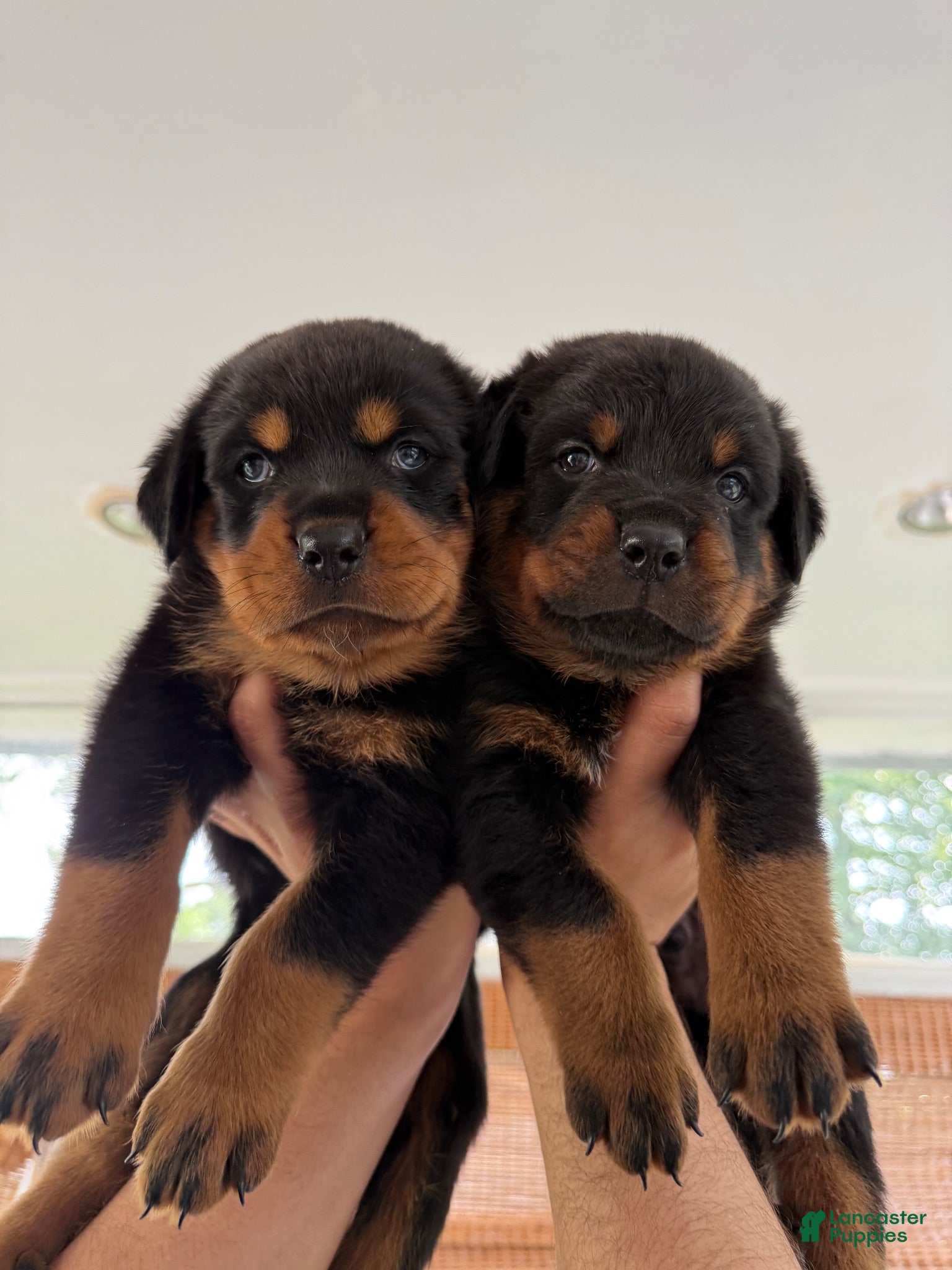 Rottweiler dogs Rottweiler 4 - Ad 9