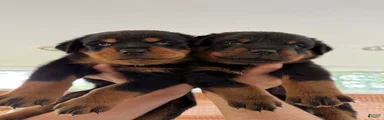 Rottweiler 4