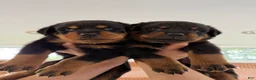 Rottweiler dogs for sale: Rottweiler 4 - Ad 1