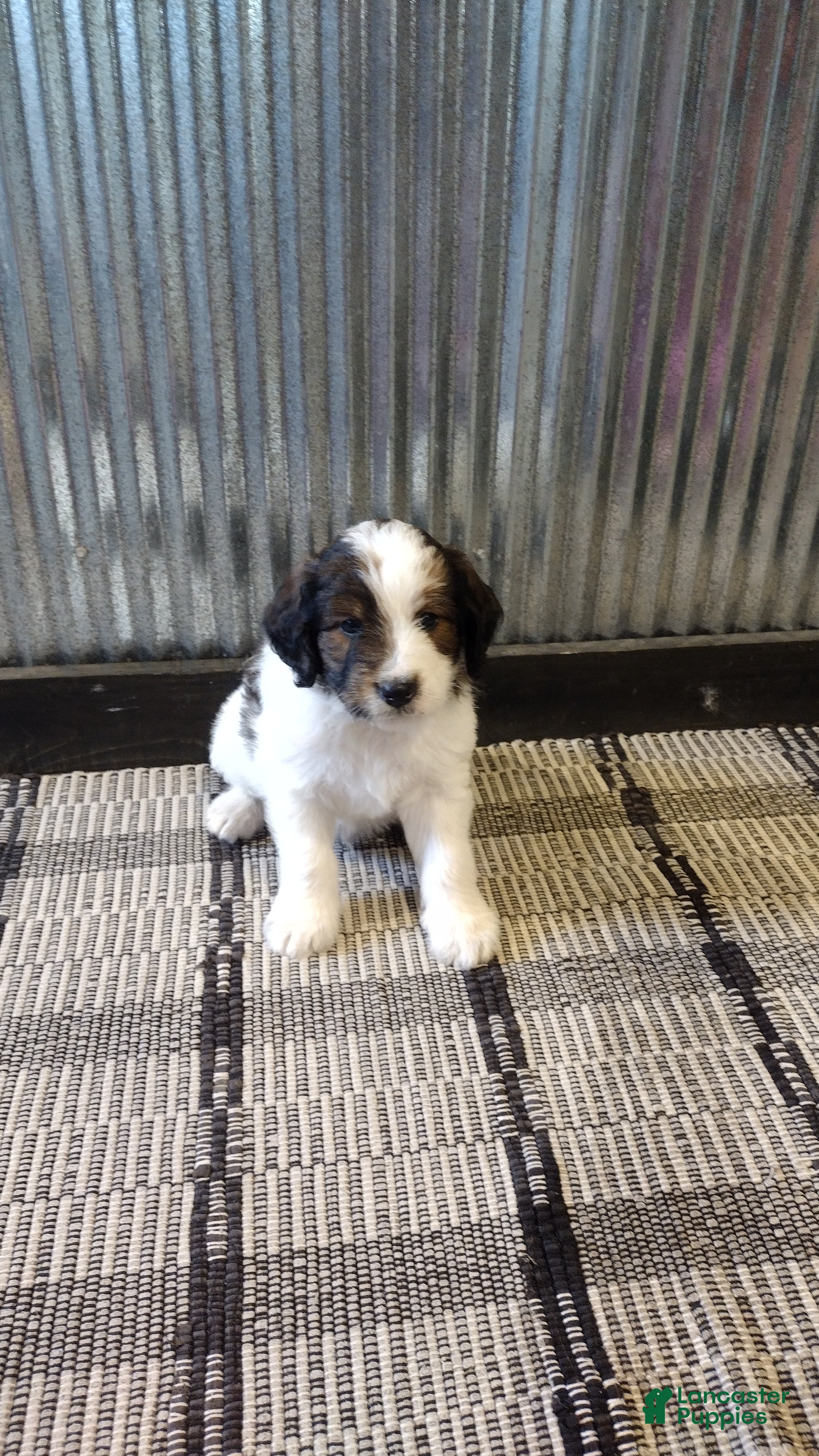 Mini Goldendoodle dogs Duke  - Ad 2