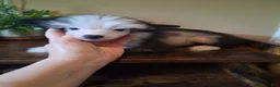 Chinese Crested dogs for sale: Blaze - Ad 6