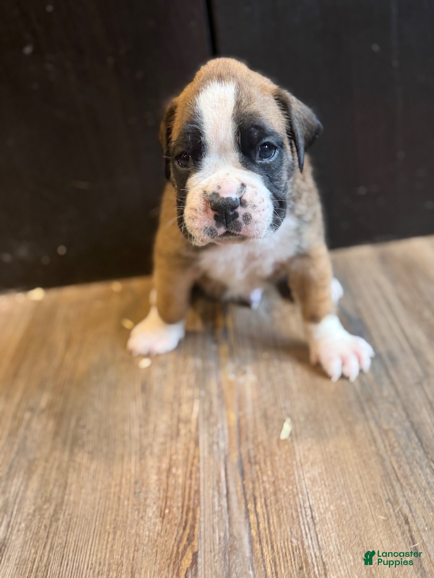 Boxer dogs Lux - Ad 1