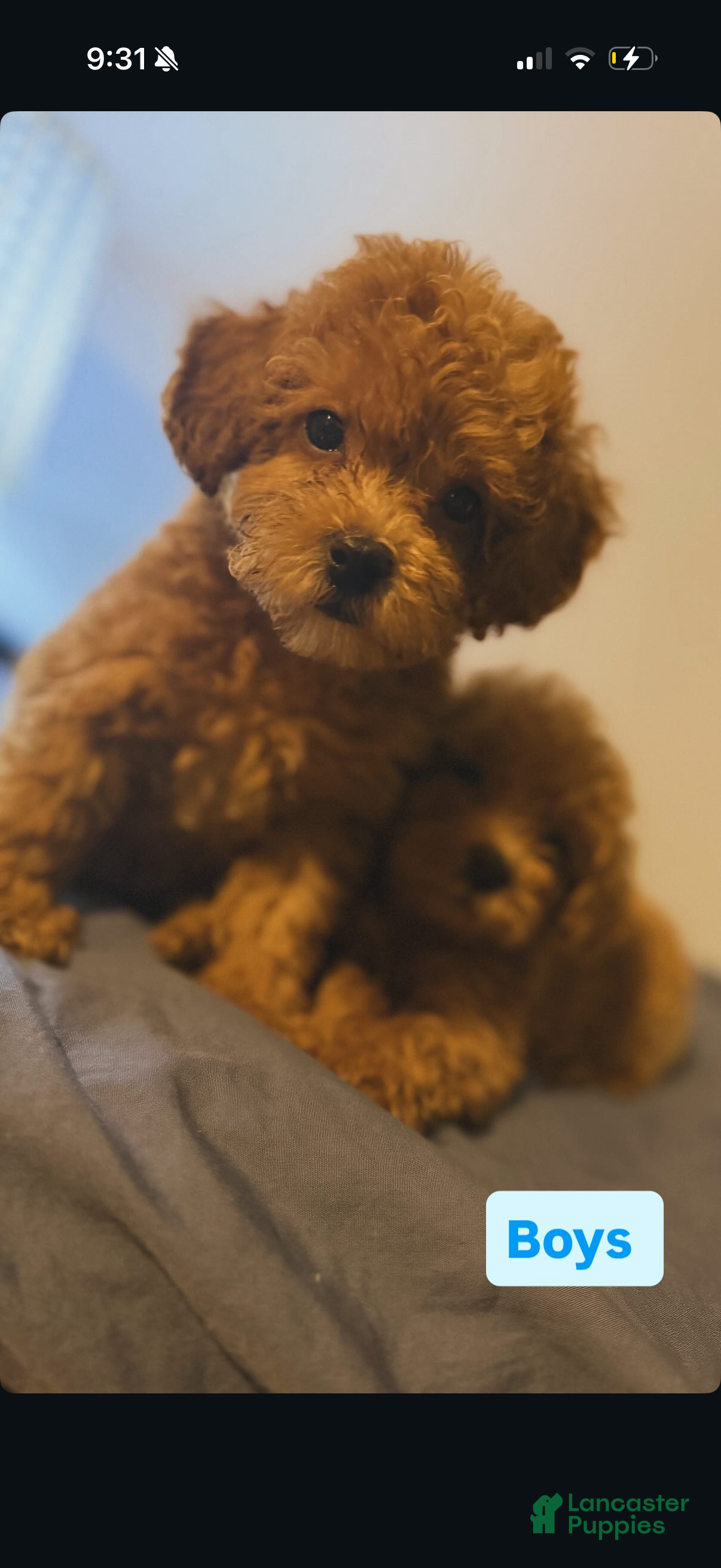 Toy Poodle dogs for sale: Toy Poodle 1 - Ad 3