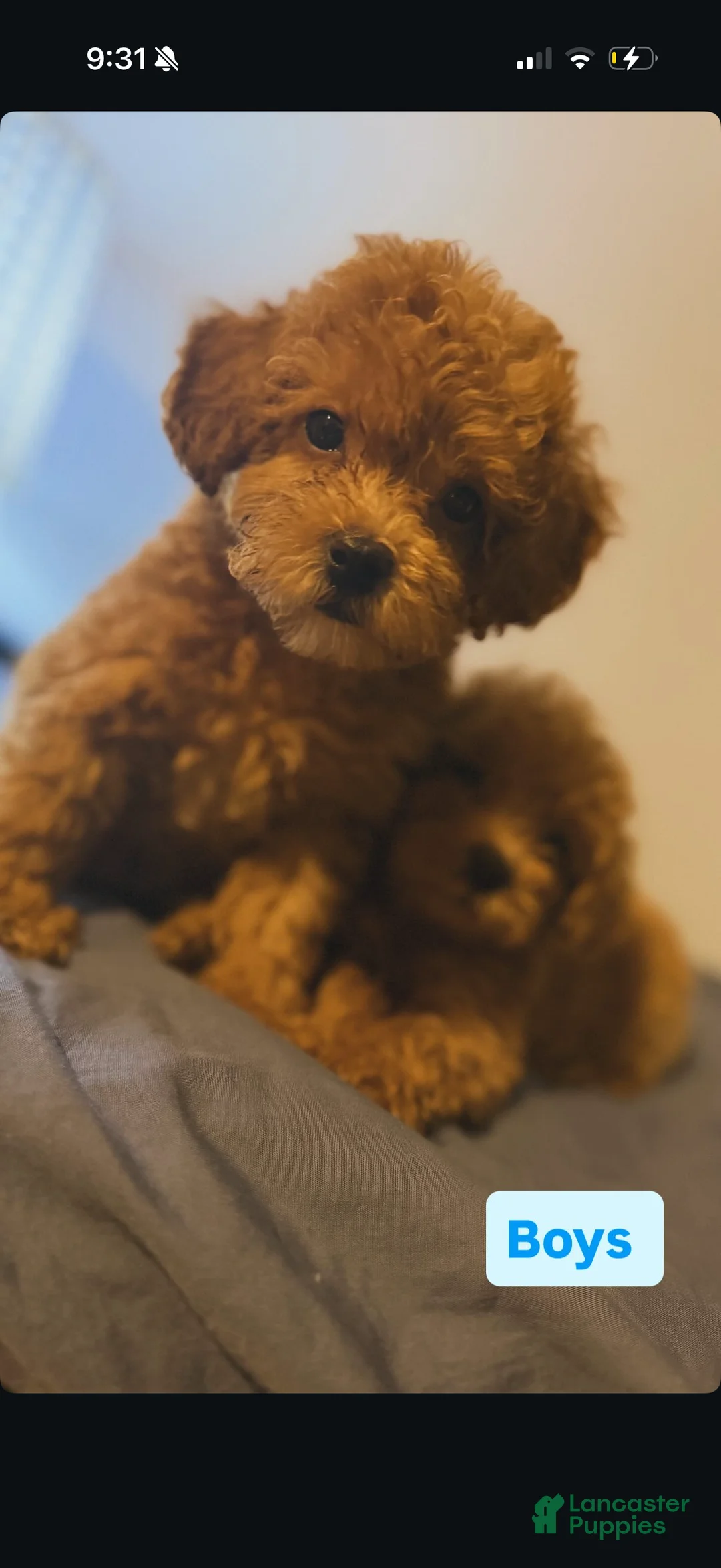 Toy Poodle dogs for sale: Toy Poodle 1 - Ad 1