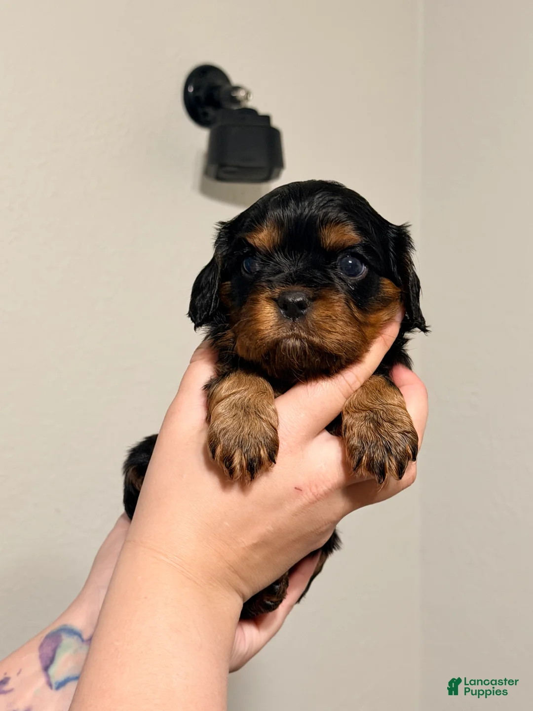 Cavalier King Charles Spaniel dogs for sale: Cavalier King Charles Spaniel Puppy 2 - Ad 2