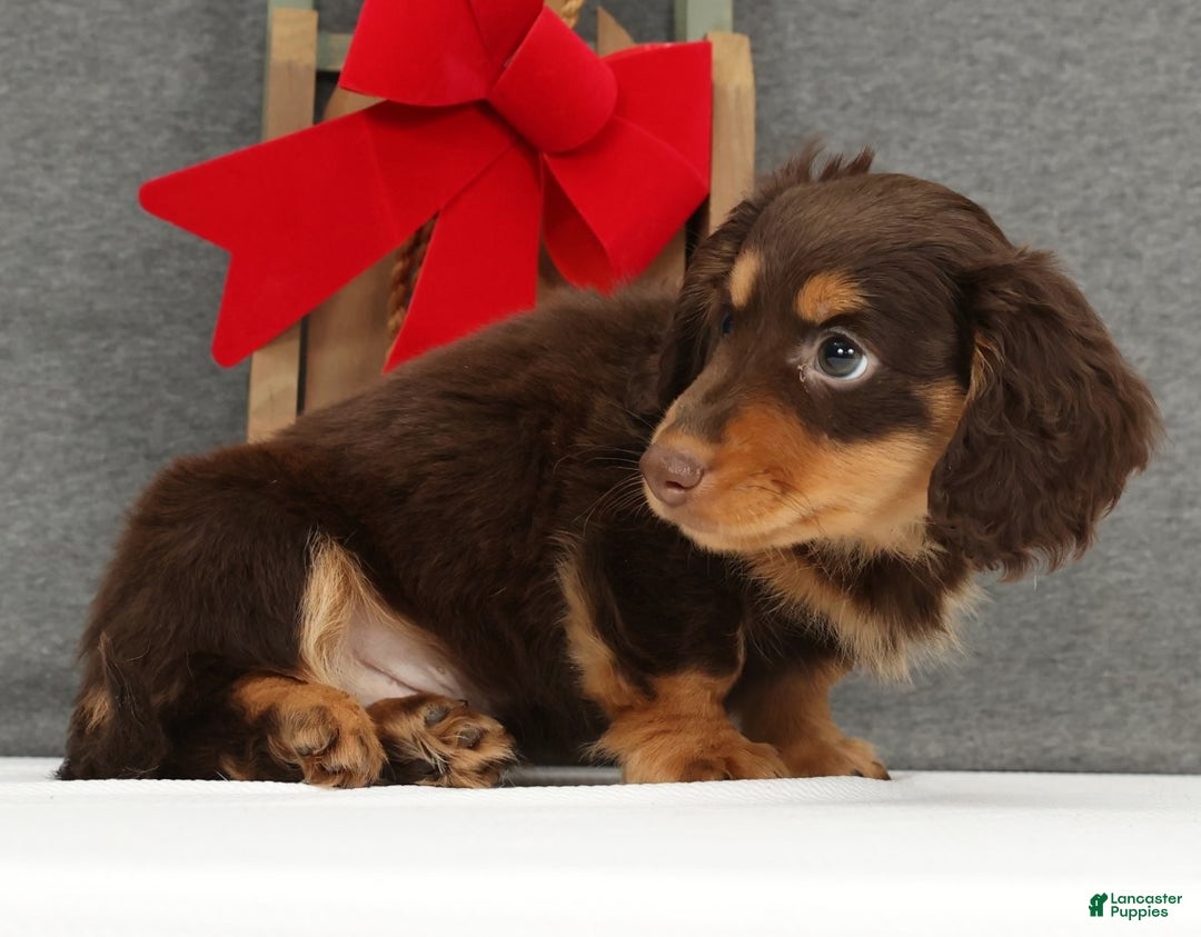 Miniature Dachshund dogs for sale: Gyro - Ad 5