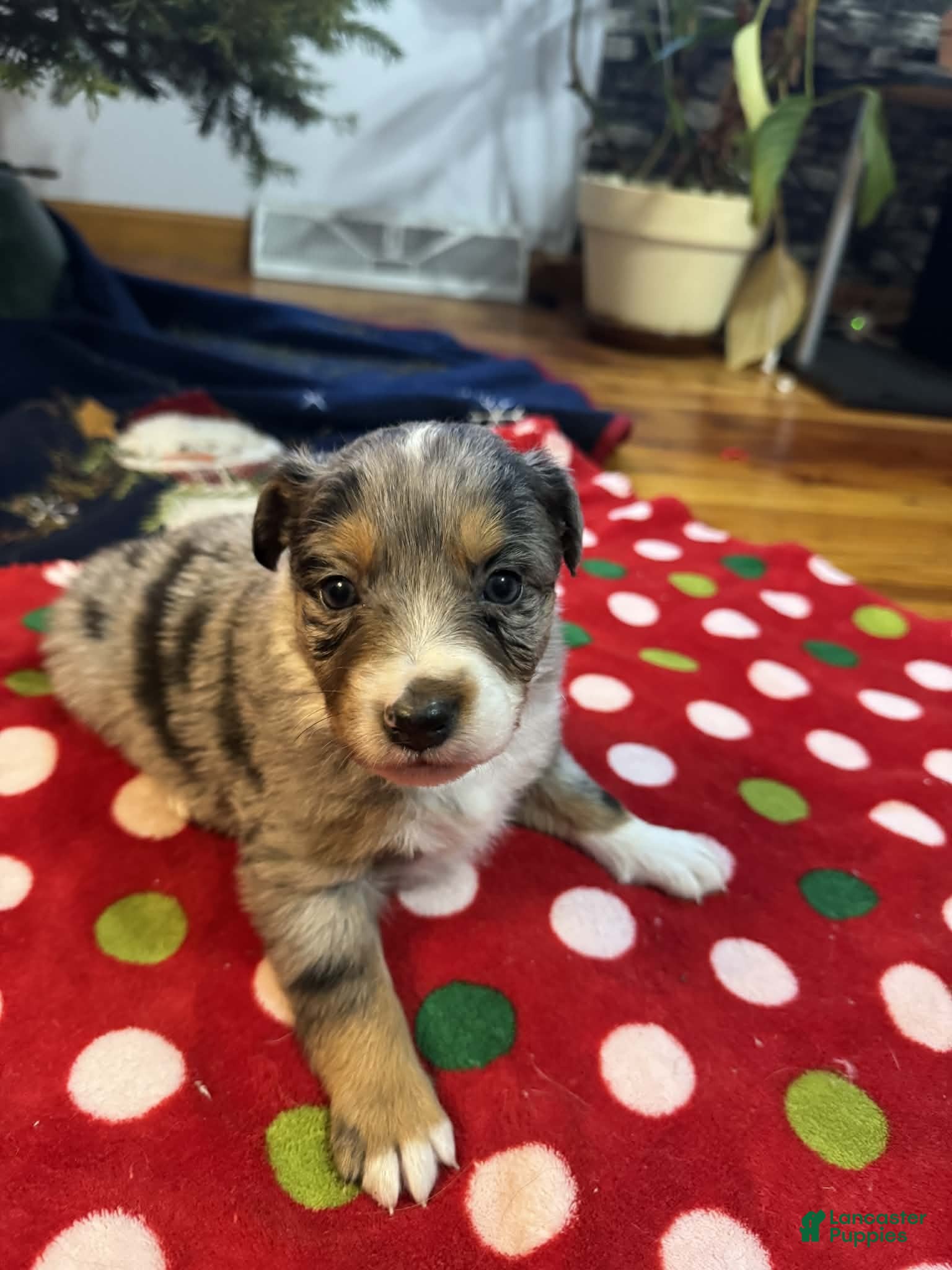 Australian Shepherd dogs Frost - Ad 8