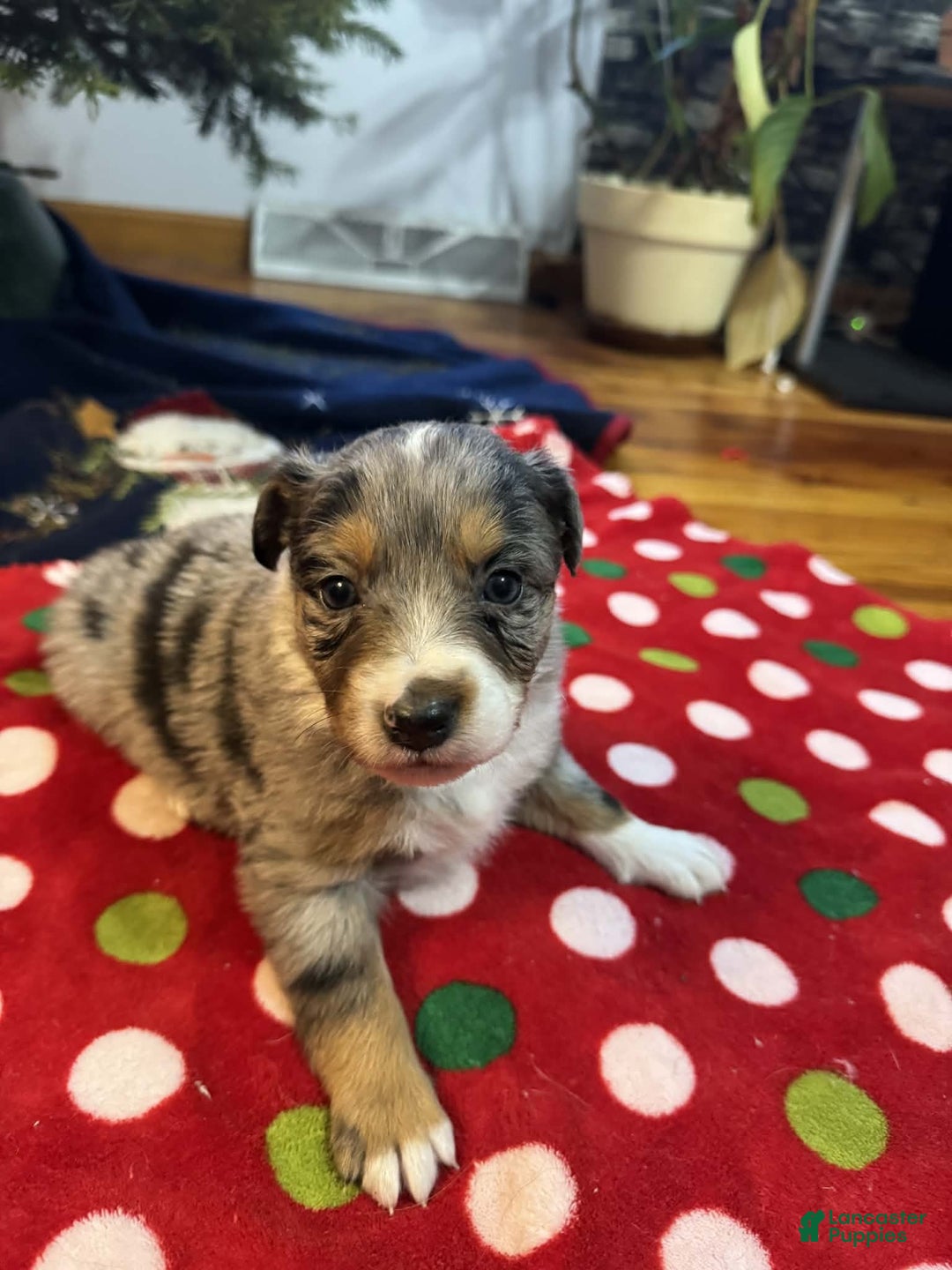 Australian Shepherd dogs for sale: Frost - Ad 1