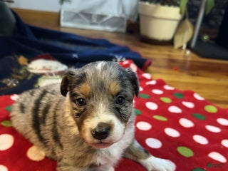 Australian Shepherd dogs Frost - Ad 6