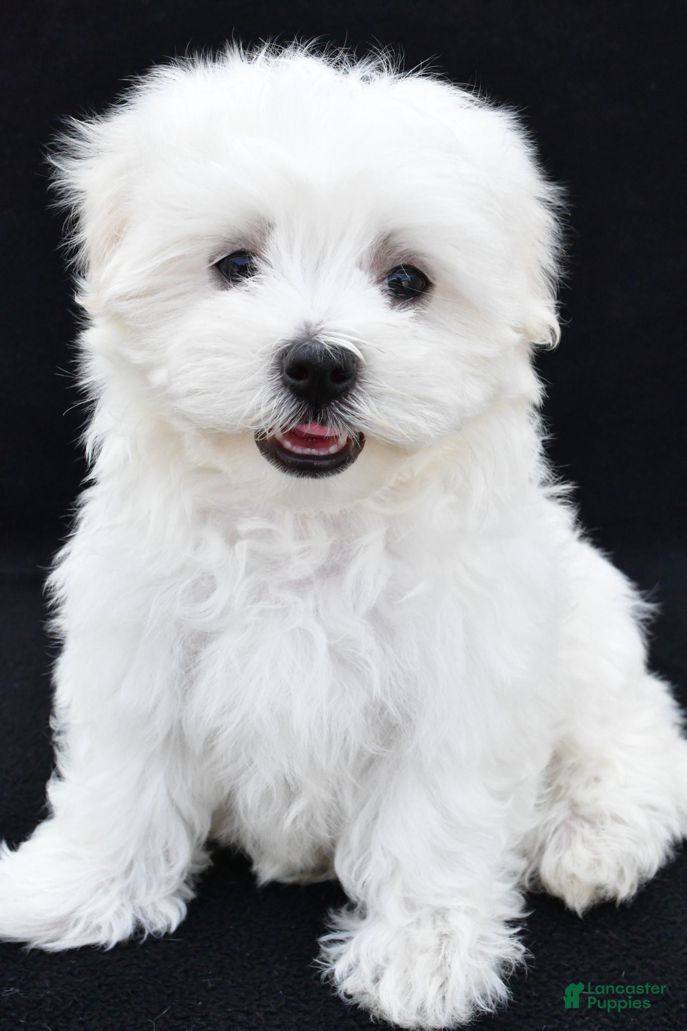 Maltese dogs Sammy - Ad 1
